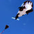 Giant Whale Parafoil Kite 3 Colours! Kites Best Toy Store Black 