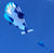 Giant Whale Parafoil Kite 3 Colours! Kites Best Toy Store Blue 